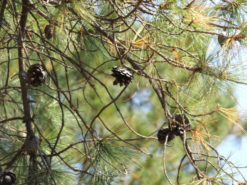 Pinus georginae photo 2
