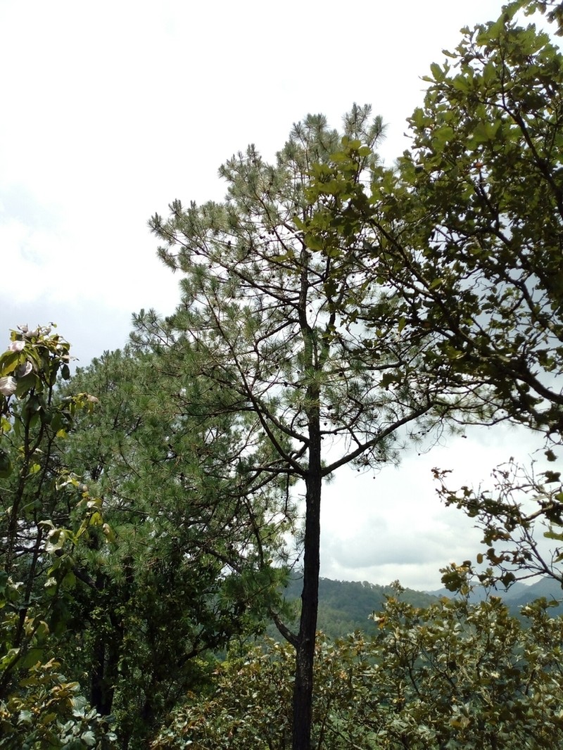 Pinus georginae photo 3