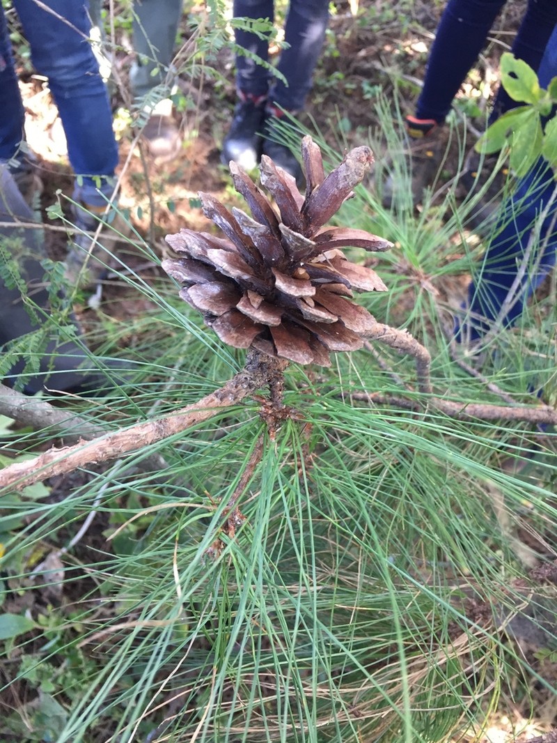 Pinus georginae photo 4