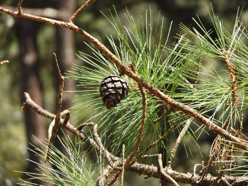 Pinus georginae photo 5