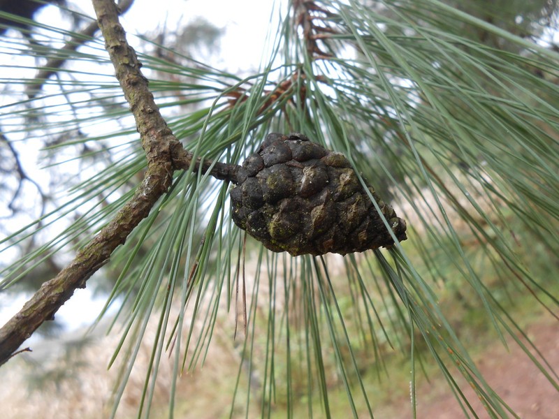 Pinus georginae photo 6