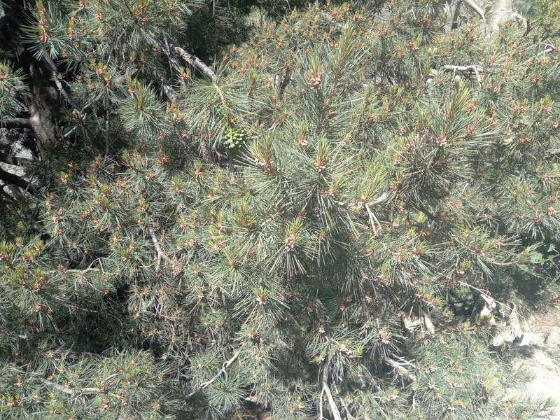Chilghoza Pine photo 3
