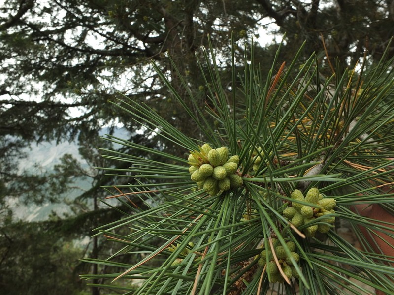 Chilghoza Pine photo 4