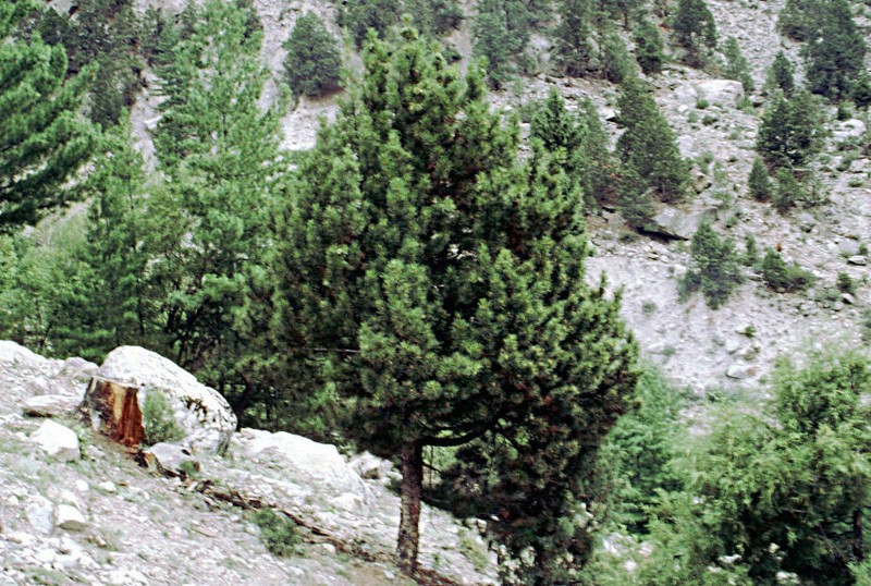 Chilghoza Pine photo 5