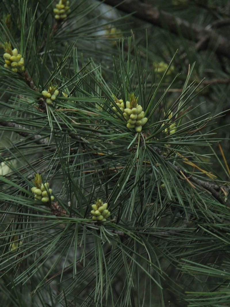Chilghoza Pine photo 6