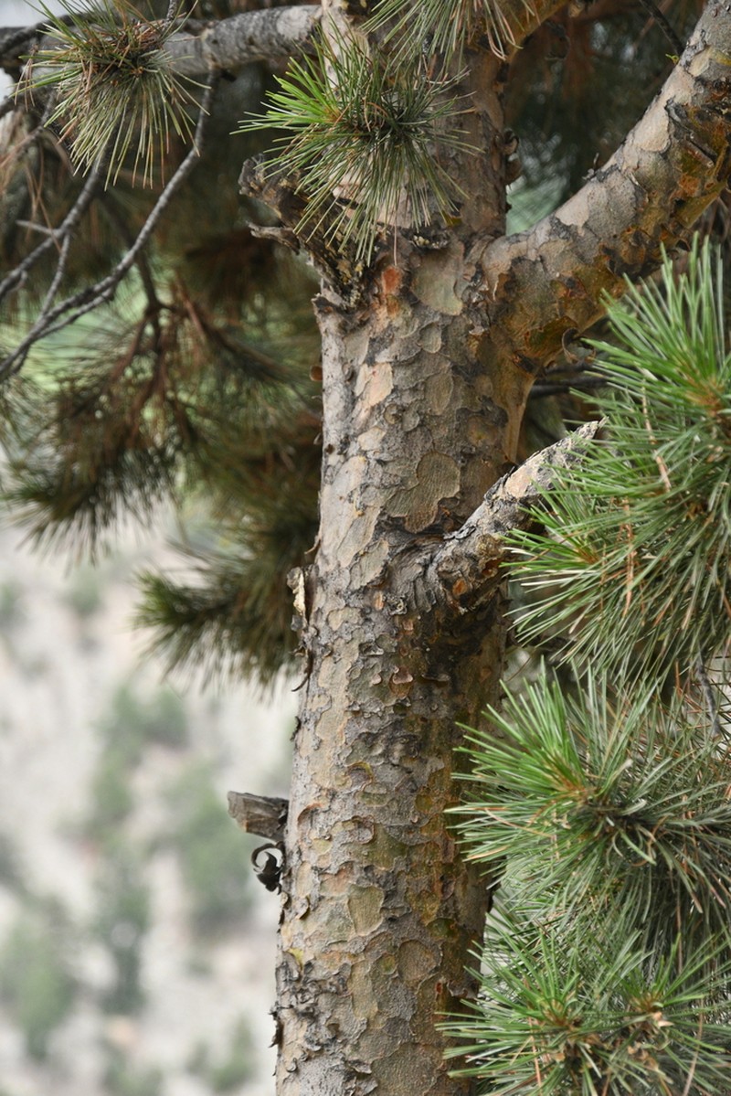 Chilghoza Pine photo 7