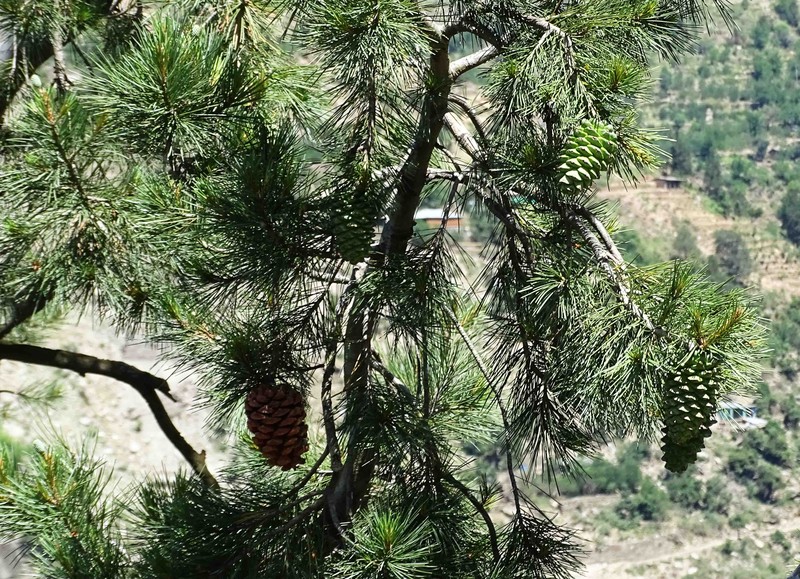 Chilghoza Pine