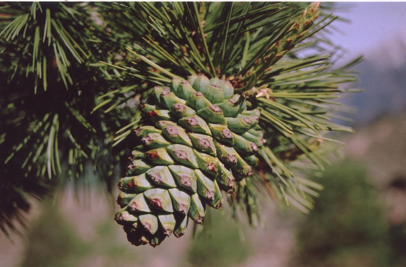 Chilghoza Pine photo 2