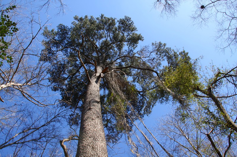 Spruce Pine photo 2