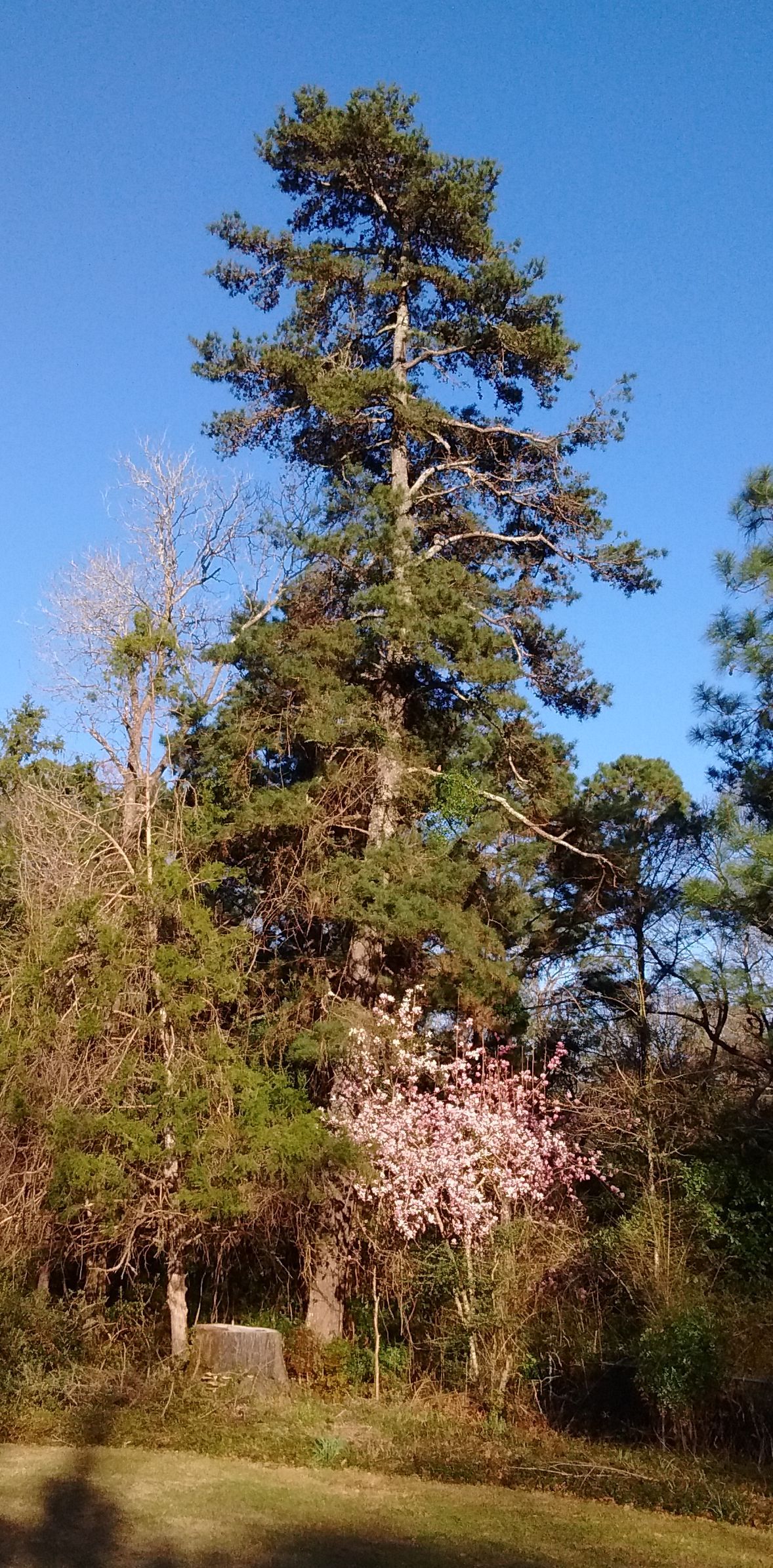 Spruce Pine