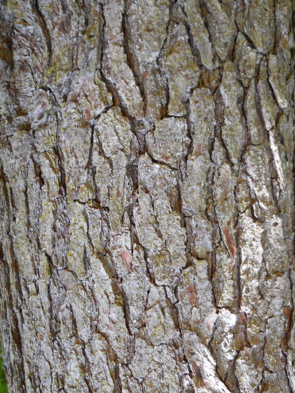 Spruce Pine photo 6