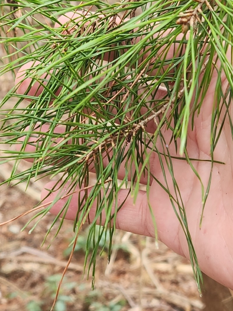 Spruce Pine photo 5