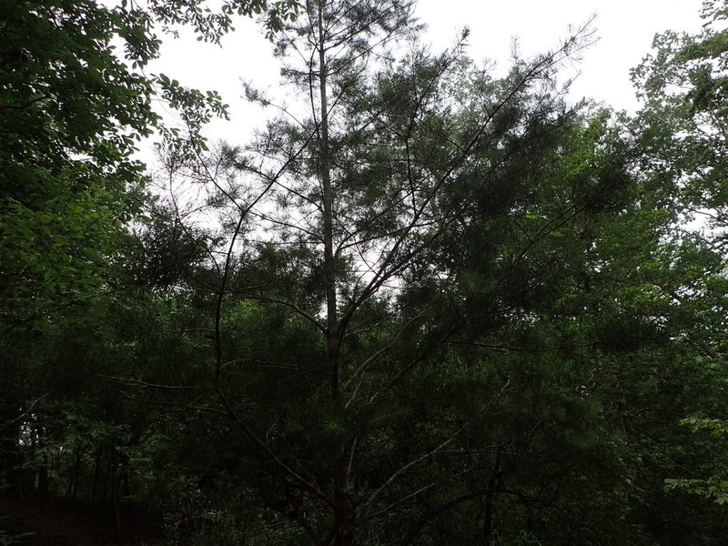 Spruce Pine photo 7