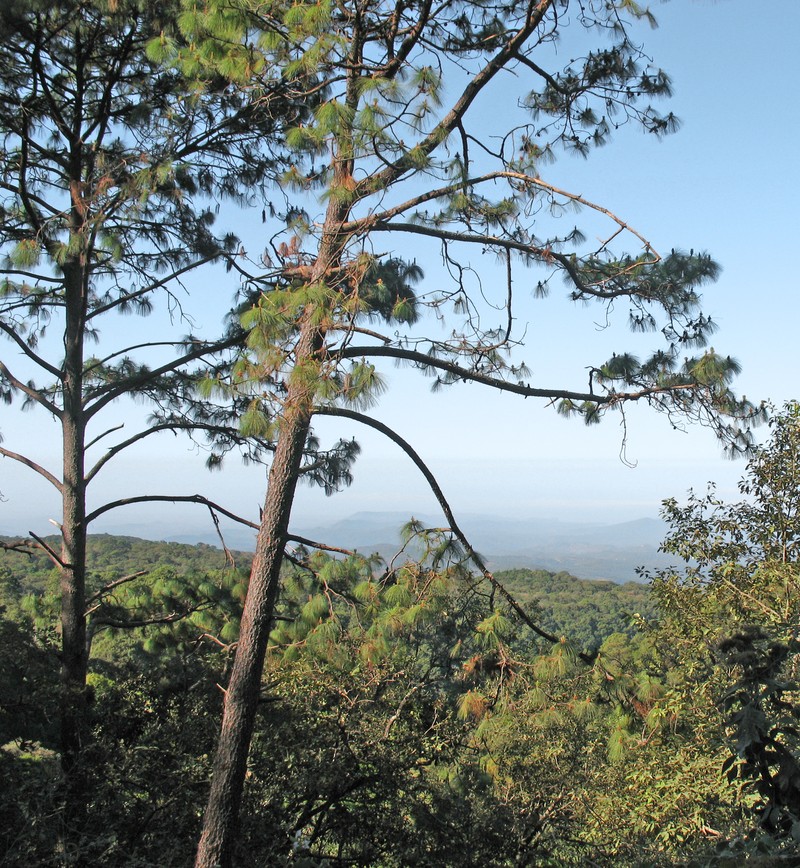 Pinus gordoniana