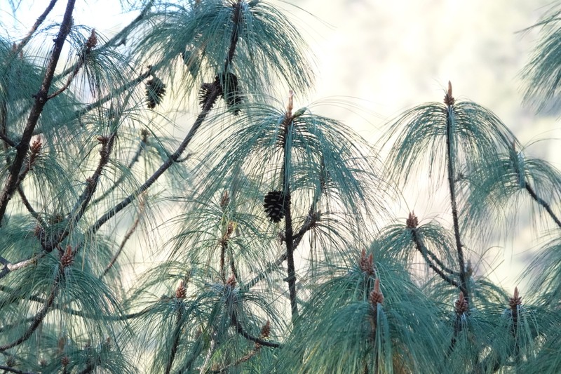 Pinus gordoniana photo 2