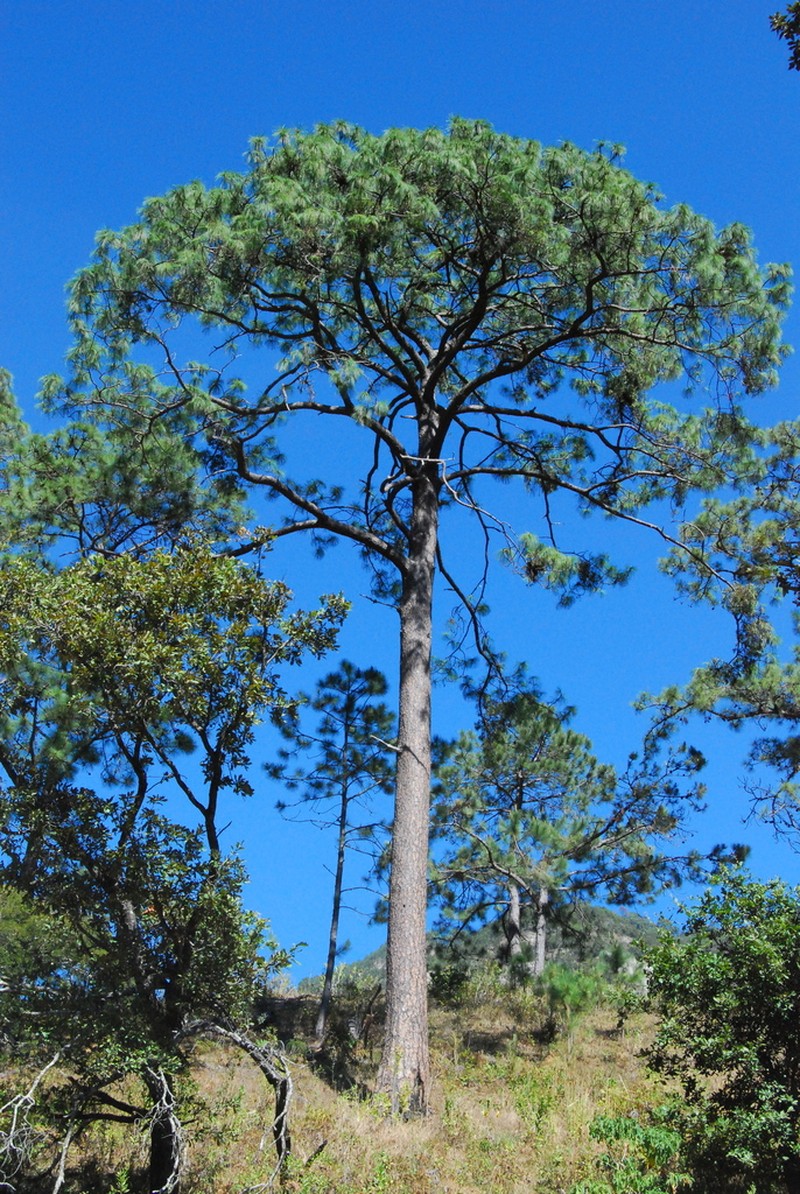 Pinus gordoniana photo 3