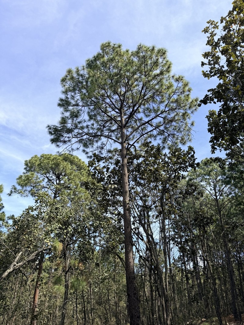 Pinus gordoniana photo 4