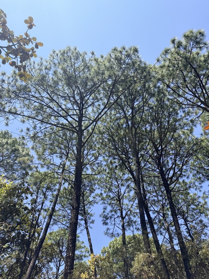 Pinus gordoniana photo 5