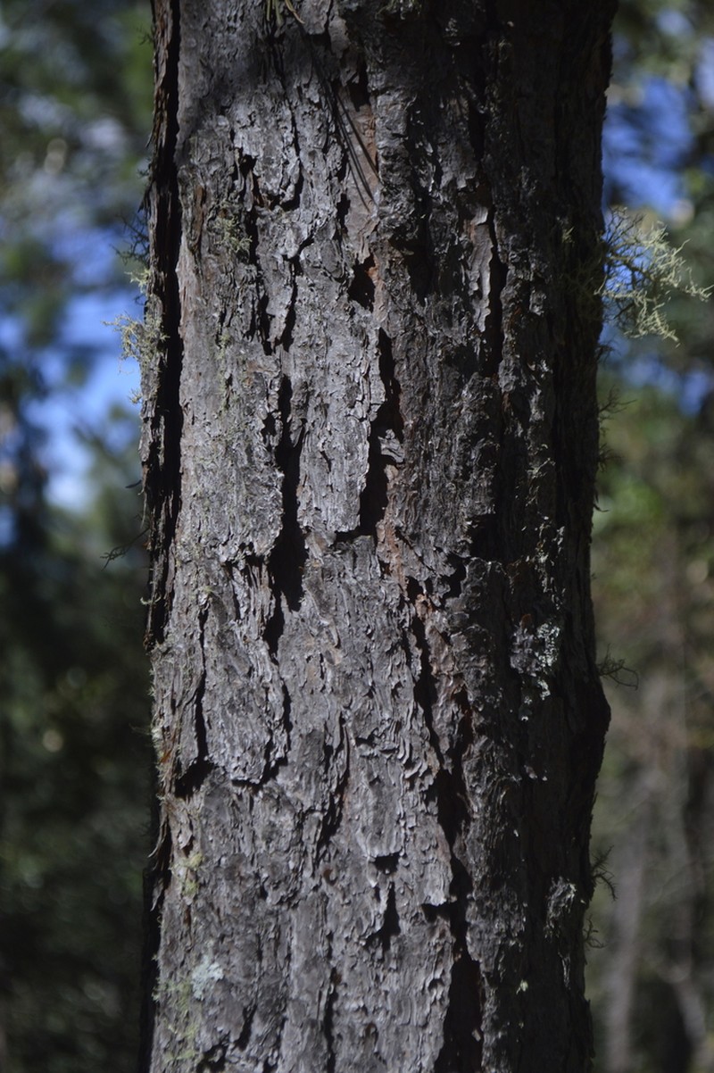 Pinus gordoniana photo 6