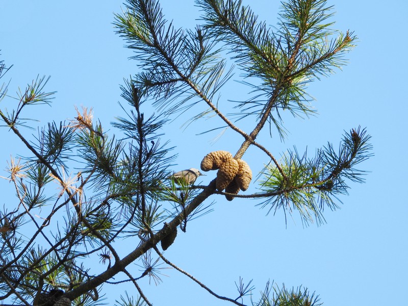 Pinus greggii photo 3