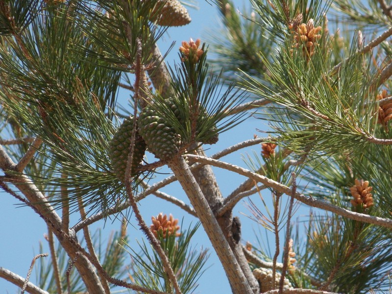Pinus greggii photo 4