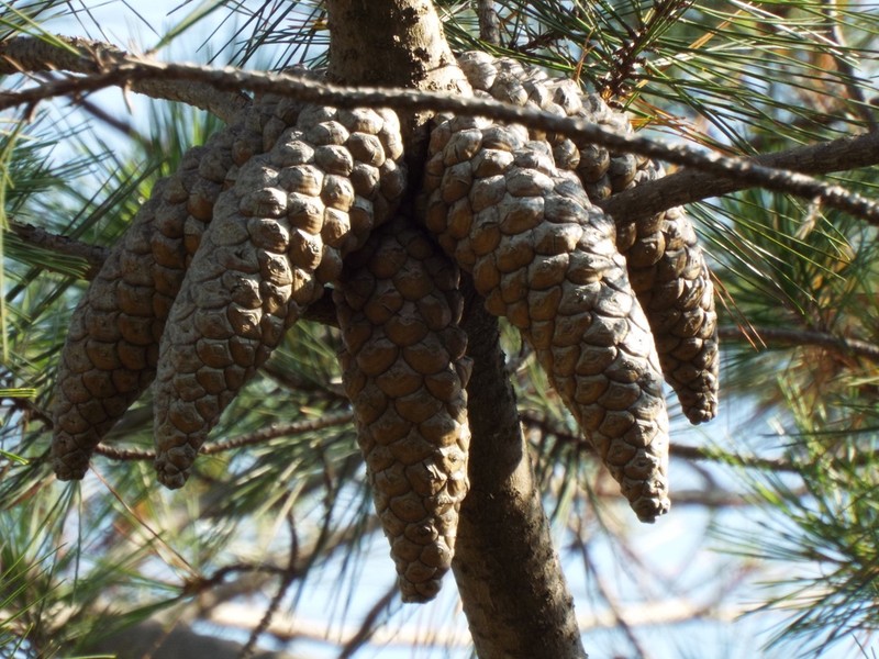 Pinus greggii photo 5