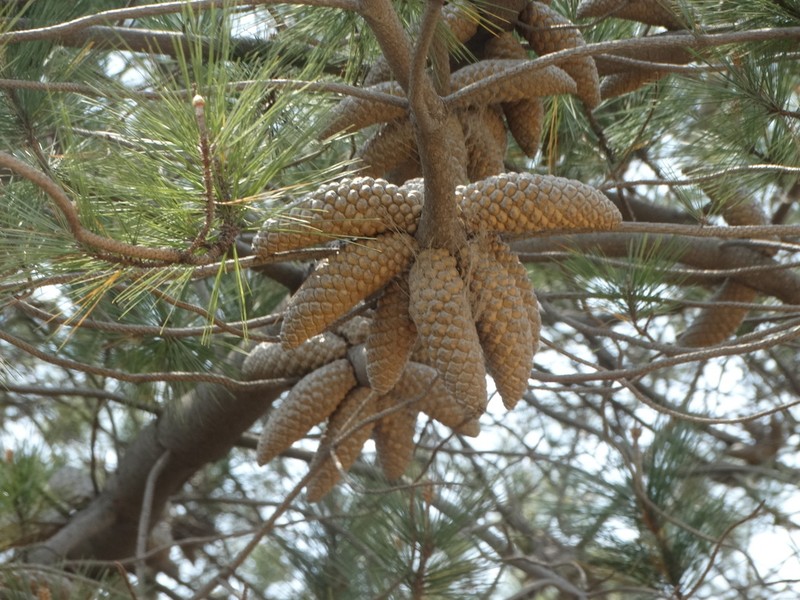 Pinus greggii photo 7