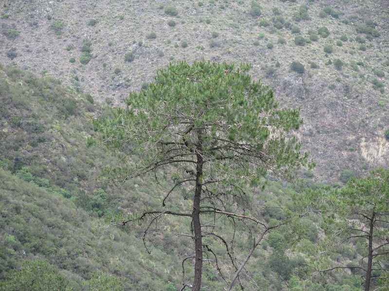 Pinus greggii photo 8