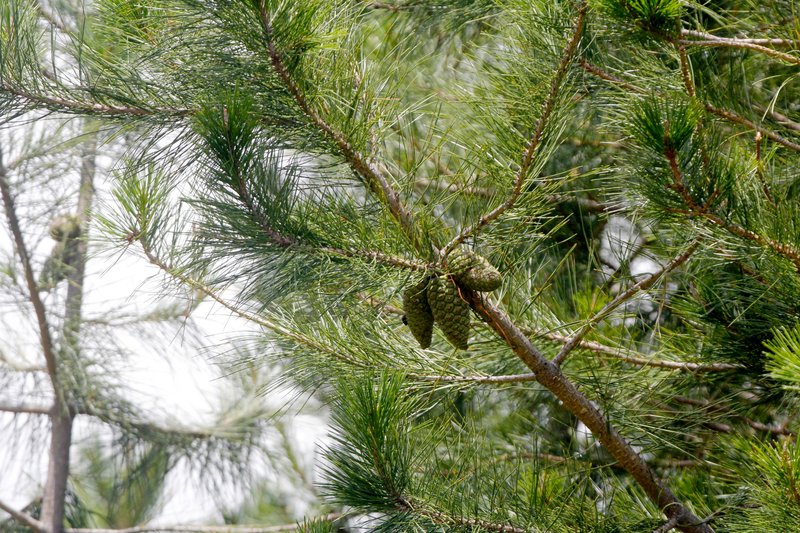 Pinus greggii