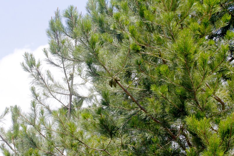 Pinus greggii