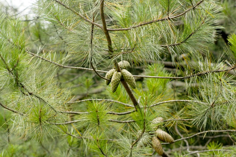 Pinus greggii photo 2