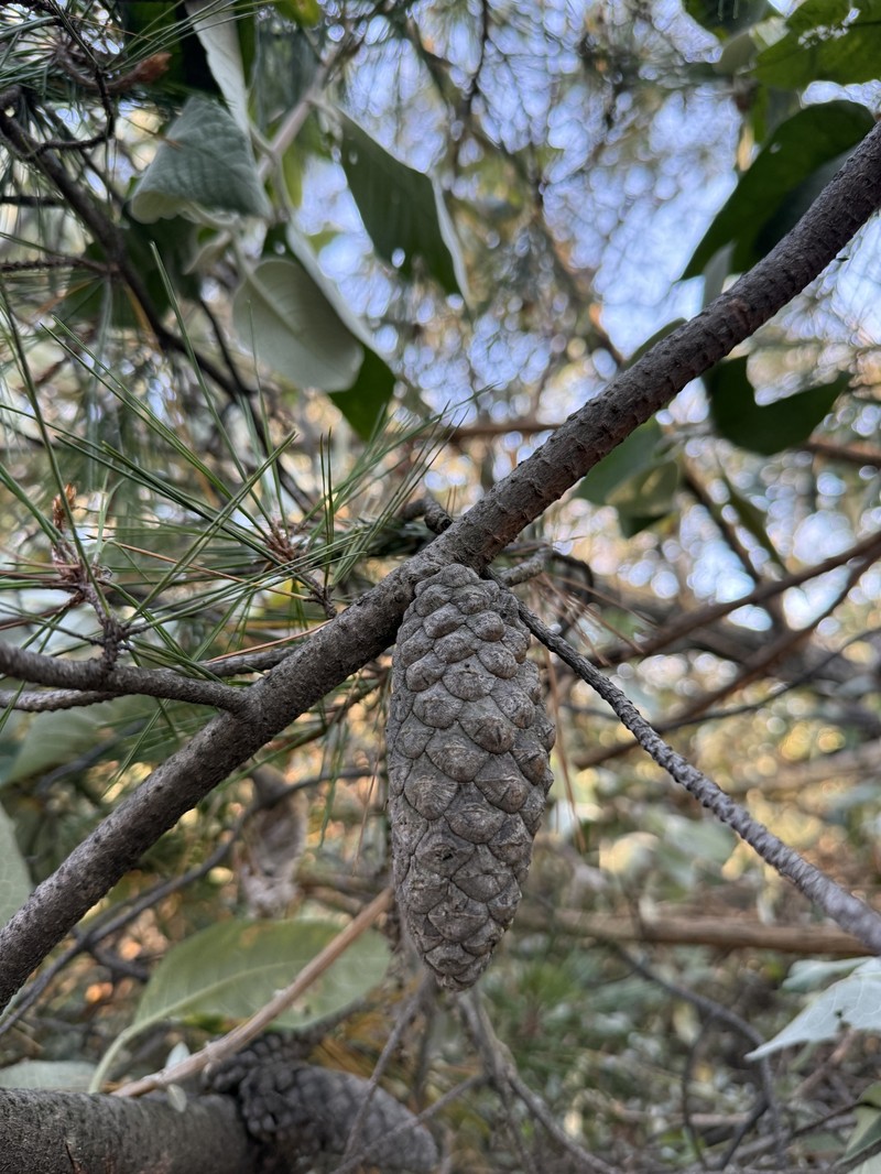 Pinus greggii var. australis