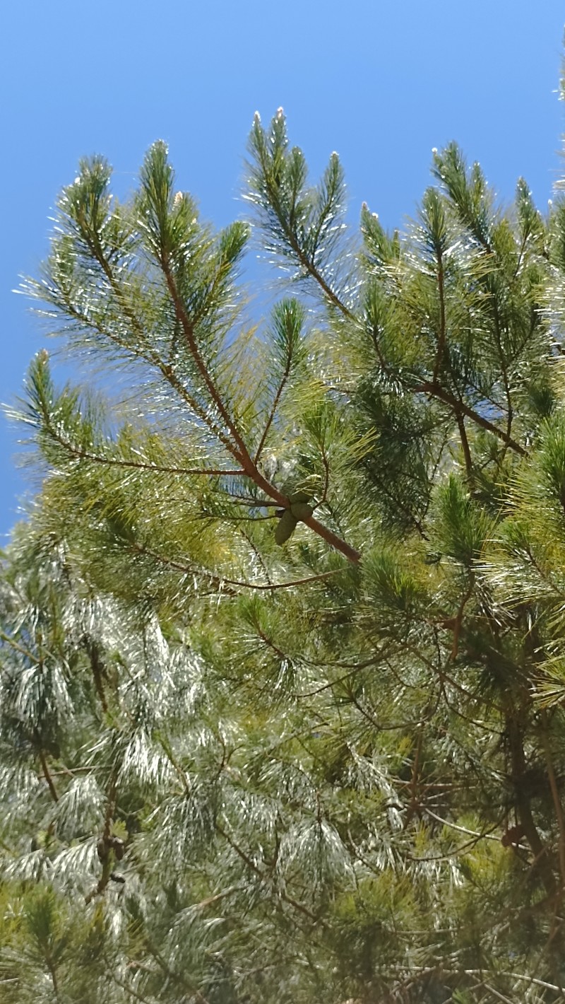 Pinus greggii var. australis photo 2