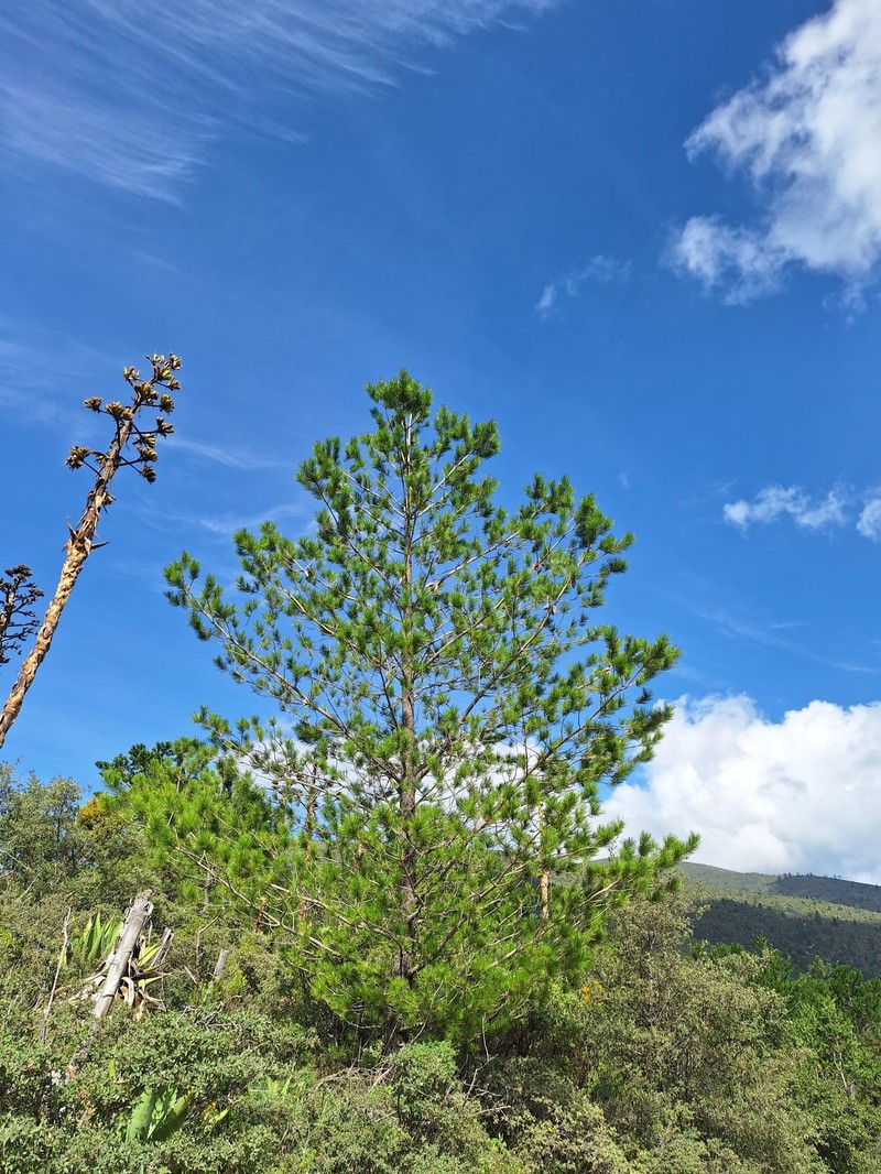 Pinus greggii var. greggii