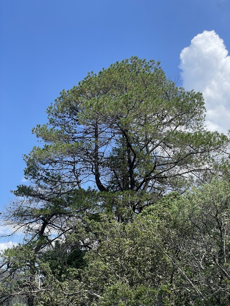 Pinus greggii var. greggii photo 2
