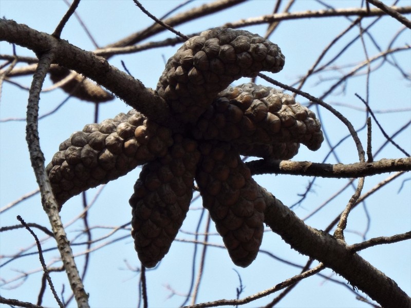 Pinus greggii var. greggii photo 3