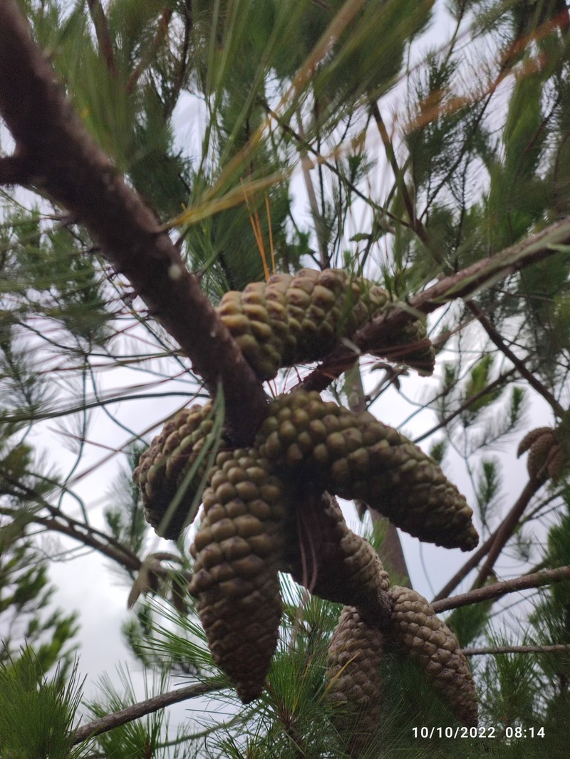 Pinus greggii var. greggii photo 4