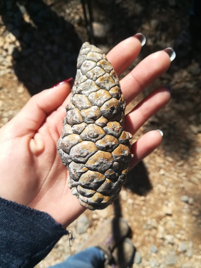 Pinus greggii var. greggii photo 5