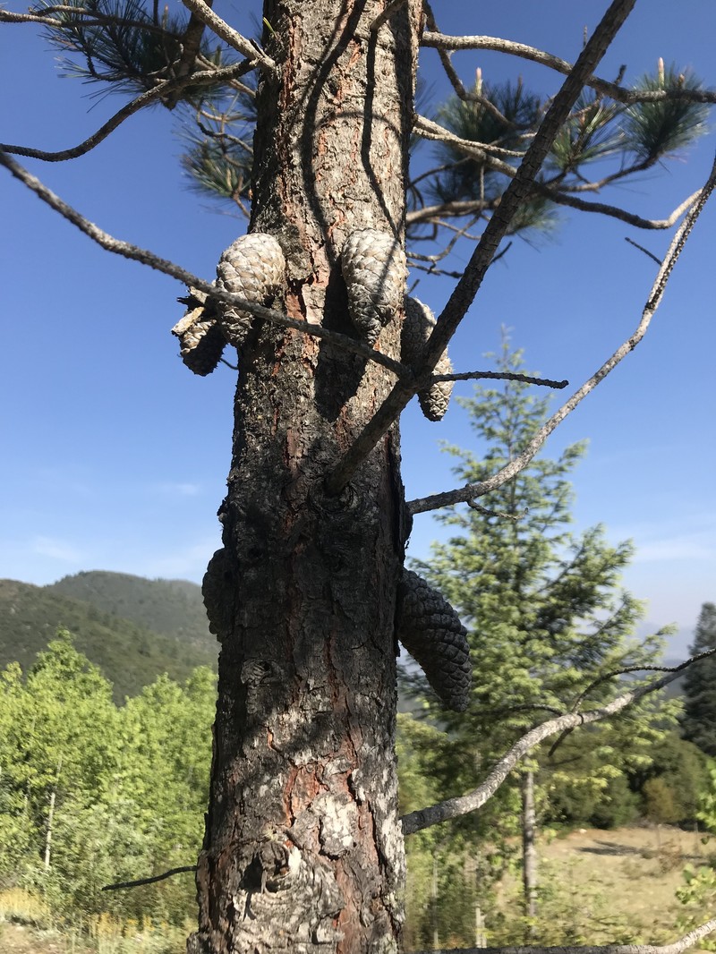 Pinus greggii var. greggii photo 6