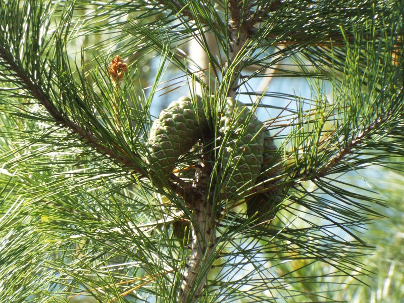 Pinus greggii var. greggii photo 7