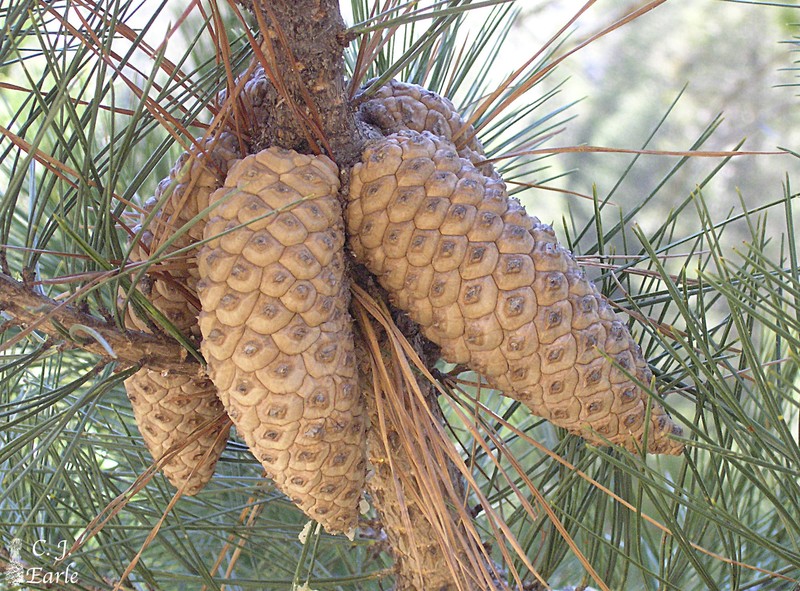 Pinus greggii var. greggii photo 8