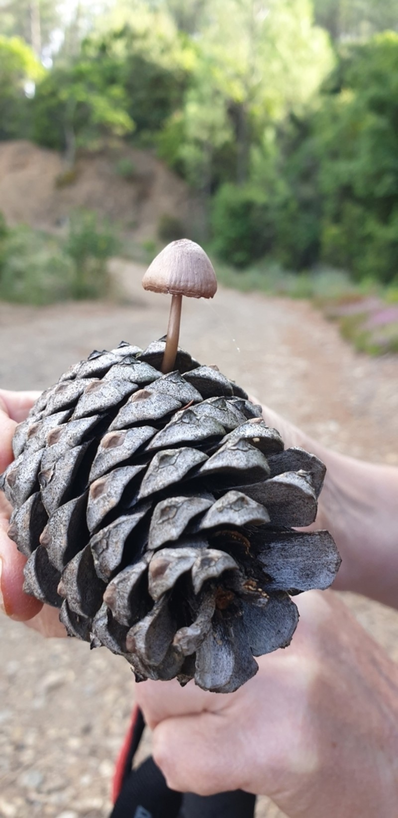 Aleppo Pine photo 6