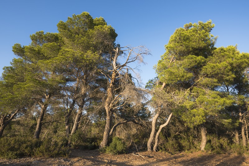 Aleppo Pine photo 2