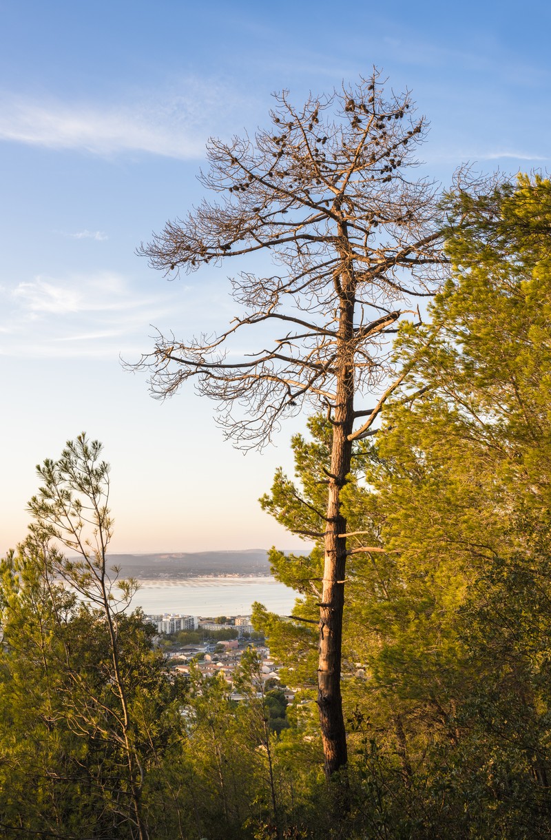 Aleppo Pine photo 3