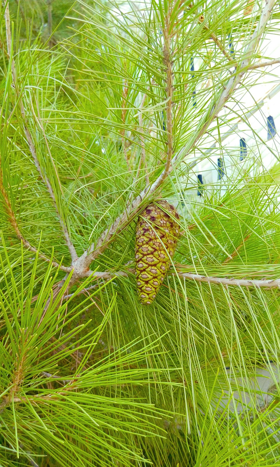 Aleppo Pine photo 4