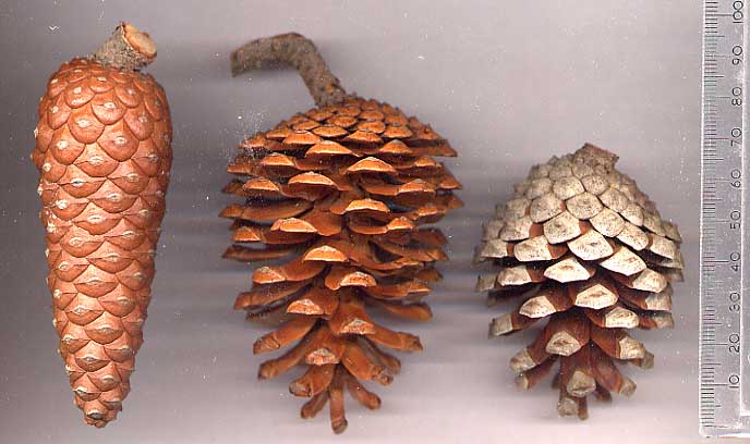 Aleppo Pine photo 5