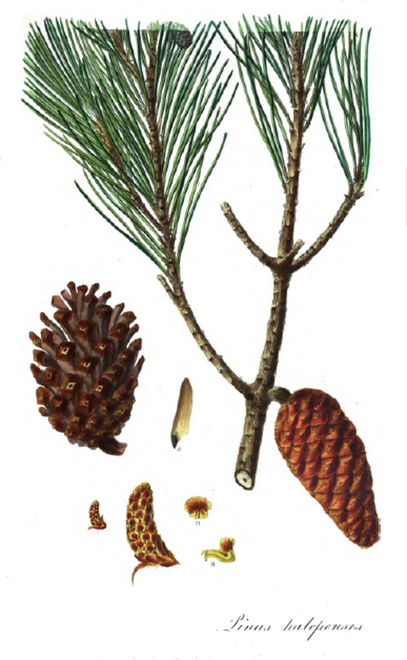 Aleppo Pine photo 2