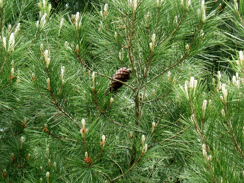 Aleppo Pine photo 7