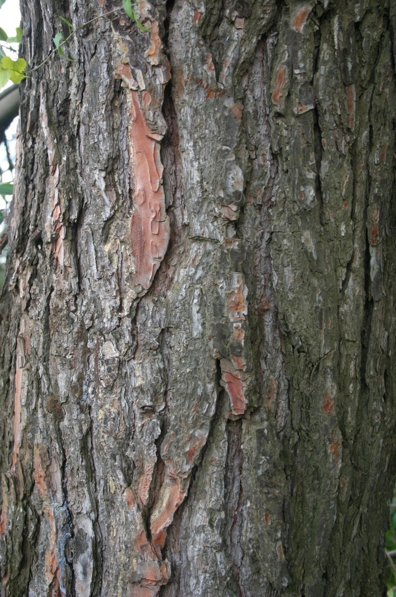 Aleppo Pine photo 8