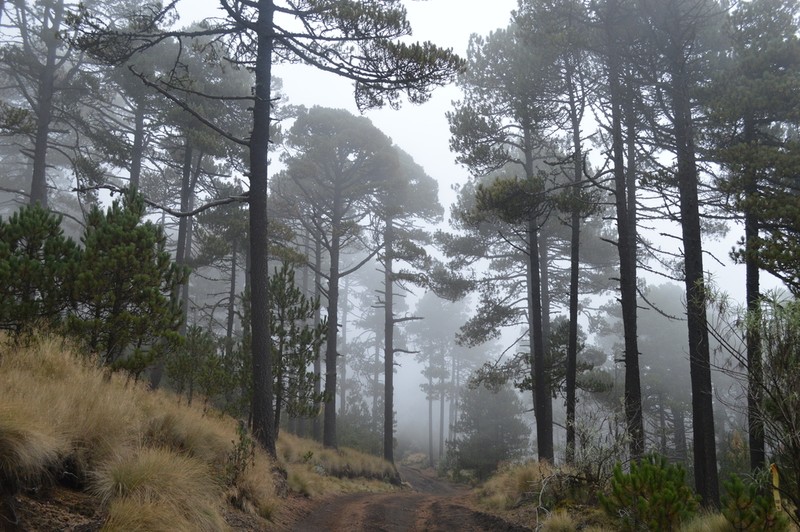 Pinus hartwegii photo 2